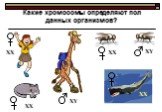 Какие хромосомы определяют пол данных организмов? ХХ ХY
