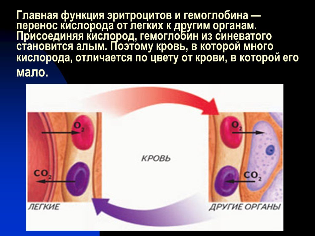 Соединение кислорода в крови. Функции гемоглобина эритроцитов. Перенос кислорода гемоглобином. Перенос кислорода эритроцитами. Кислород в крови переносится.