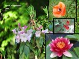 Квіти ботанічного саду