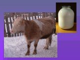 Изучение молока как продукта питания Слайд: 2