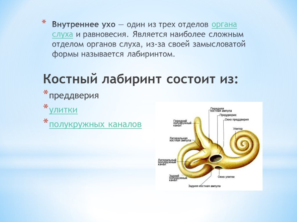 Как устроено внутреннее ухо. Костный Лабиринт внутреннего уха (улитка). Костный Лабиринт внутреннего уха преддверие. Костный Лабиринт органа слуха. Костный Лабиринт улитки состоит из.