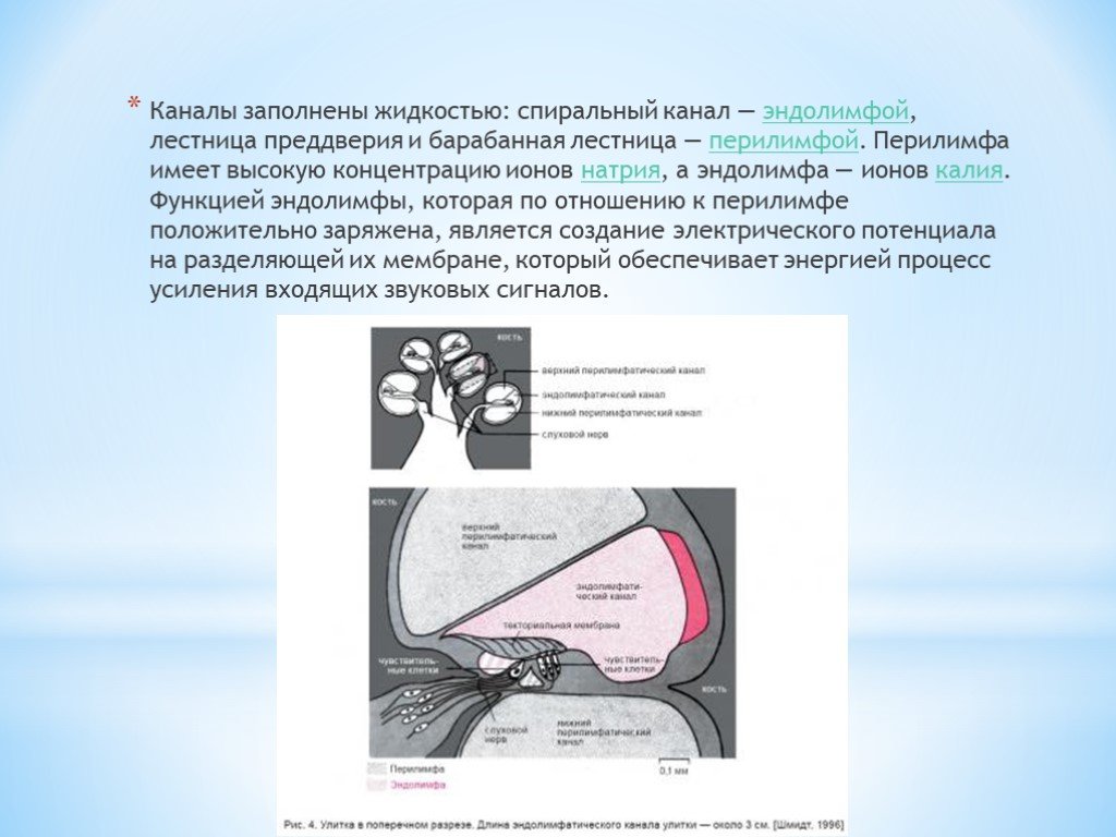 Полость внутреннего уха заполнена воздухом. Эндолимфа и перилимфа. Эндолимфа заполняет. Перилимфа заполняет полость. Полость внутреннего уха перилимфа и эндолимфа.