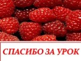 СПАСИБО ЗА УРОК