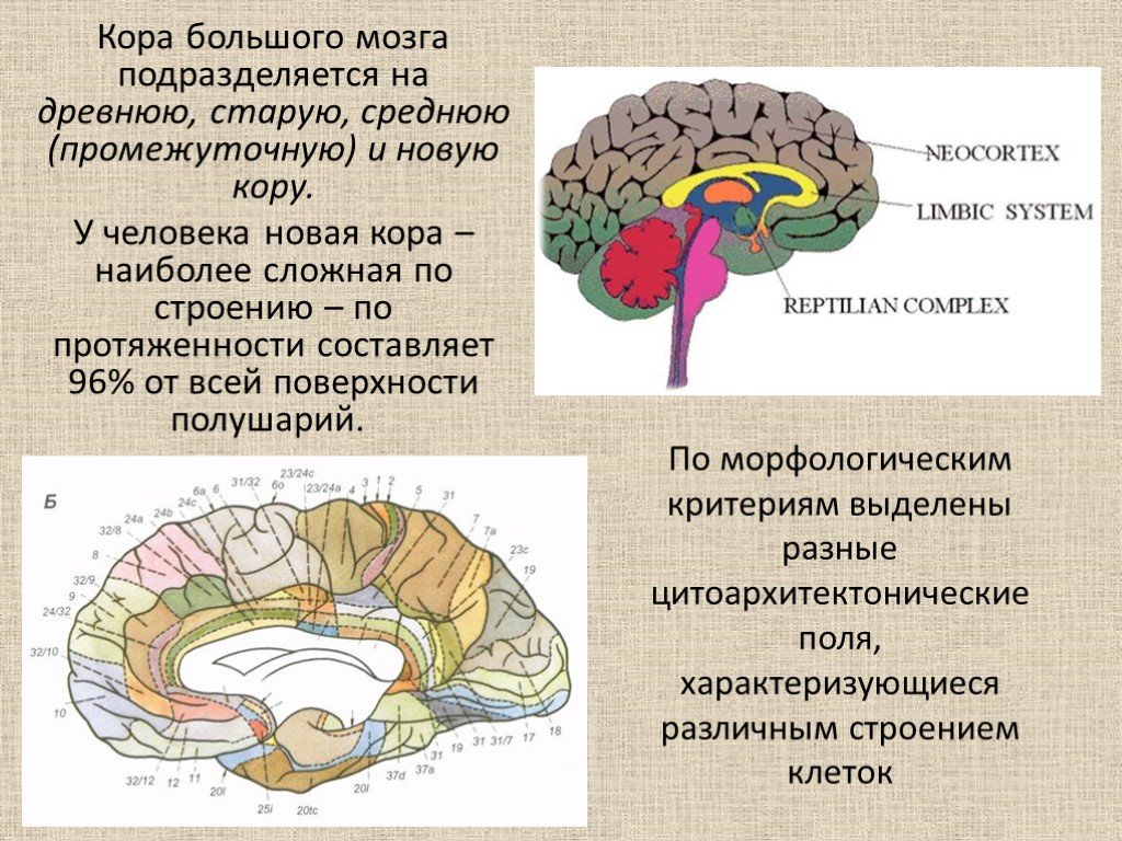 Полушария переднего мозга с зачатками коры. Строение древней коры головного мозга.
