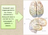 Головной мозг подразделяется на ствол, мозжечок и большой мозг и состоит из 2-х полушарий – правого и левого.