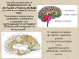 Кора большого мозга подразделяется на древнюю, старую, среднюю (промежуточную) и новую кору. У человека новая кора – наиболее сложная по строению – по протяженности составляет 96% от всей поверхности полушарий. По морфологическим критериям выделены разные цитоархитектонические поля, характеризующиес