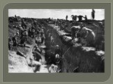 Курская битва (5 июля 1943 года – 17 июля 1943) Слайд: 3