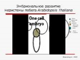 Эмбриональное развитие меристемы побега Arabidopsis Thaliana. Область моделирования