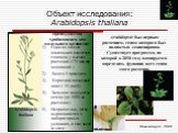 Объект исследования: Arabidopsis thaliana. Arabidopsis был первым растением, геном которого был полностью секвенирован. Существует программа, по которой к 2010 году планируется определить функции всех генов этого растения. Новосибирск, 2008