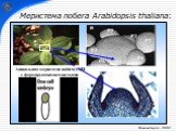Меристема побега Arabidopsis thaliana: Апикальная меристема побега (АМП) с формирующимися листьями