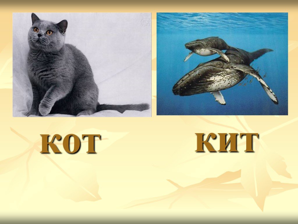 Звуки в слове кит. Кит и кот. Кот это кит а кит это кот. Кит и кот картинки. Слова кот и кит.