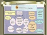 Написание мягкого знака после шипящих Слайд: 6