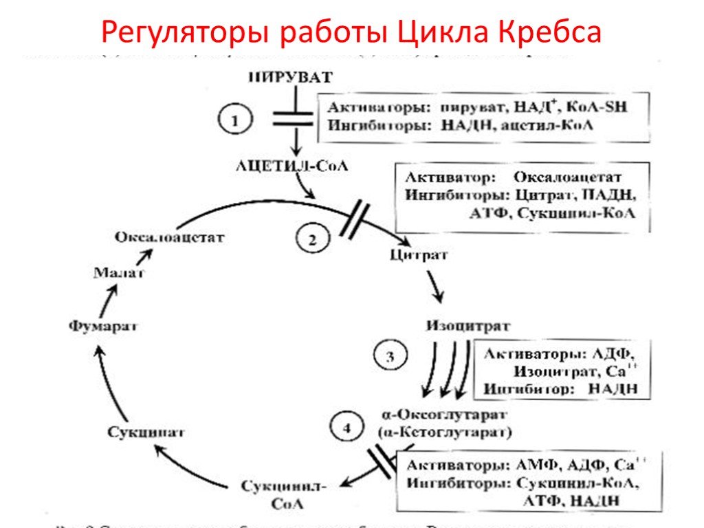 Цикл коа. Активаторы цикла Кребса. Взаимосвязи цикла Кребса. Ацетил КОА цикл Кребса АТФ. Активаторы и ингибиторы цикла Кребса.