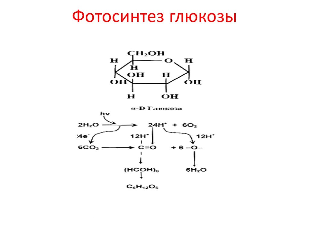 Синтез крахмала. Синтез Глюкозы при фотосинтезе. Уравнение реакции фотосинтеза Глюкозы. Реакция фотосинтеза Глюкозы формула. Синтез Глюкозы при фотосинтезе реакции.