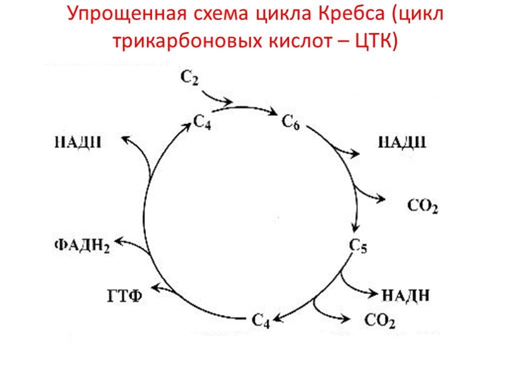 Цитратный цикл. Цикл трикарбоновых кислот АТФ. Цикл трикарбоновых кислот схема. Цикл трикарбоновых кислот (ЦТК). Реакции трикарбоновых кислот.