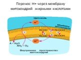 Перенос Н+ через мембрану митохондрий жирными кислотами