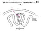 Схема окислительного повреждения ДНК ОН*-