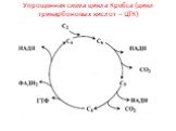 Упрощенная схема цикла Кребса (цикл трикарбоновых кислот – ЦТК)