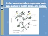 Пагін – вегетативний орган рослини, який складається із листка, бруньок та листків