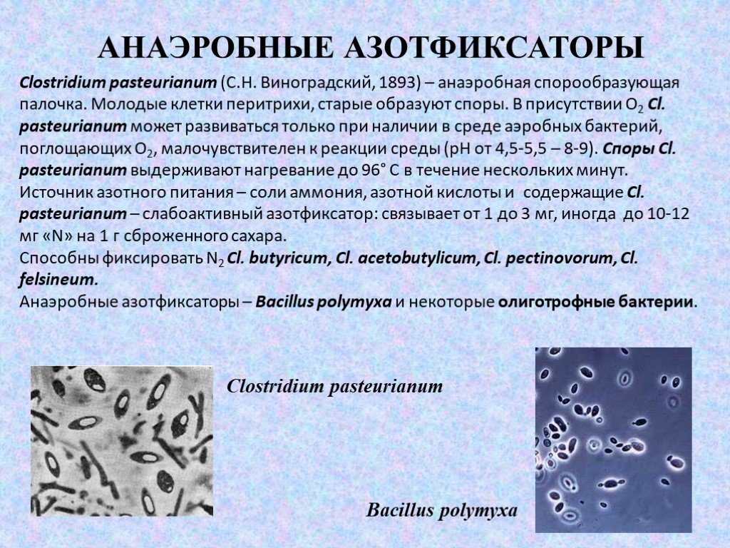 Микробиологические на аэробные микроорганизмы. Аэробные бактерии и анаэробные бактерии. Анаэробные азотфиксаторы. Анаэробные микроорганизмы – клостридии. Спорообразующие анаэробные бактерии.
