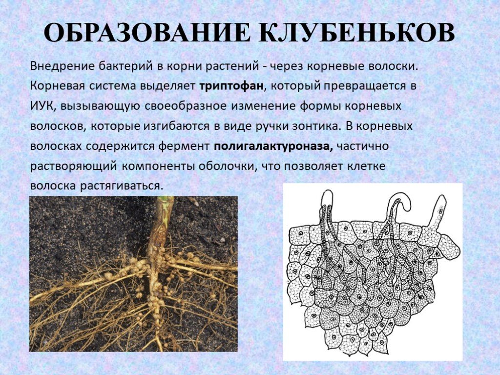 Клубеньковые бактерии значение. Механизм образования корневых клубеньков. Клубеньковые бактерии на корнях растений. Клубеньки с азотфиксирующими бактериями. Клубеньковые бактерии обитают на корнях:.