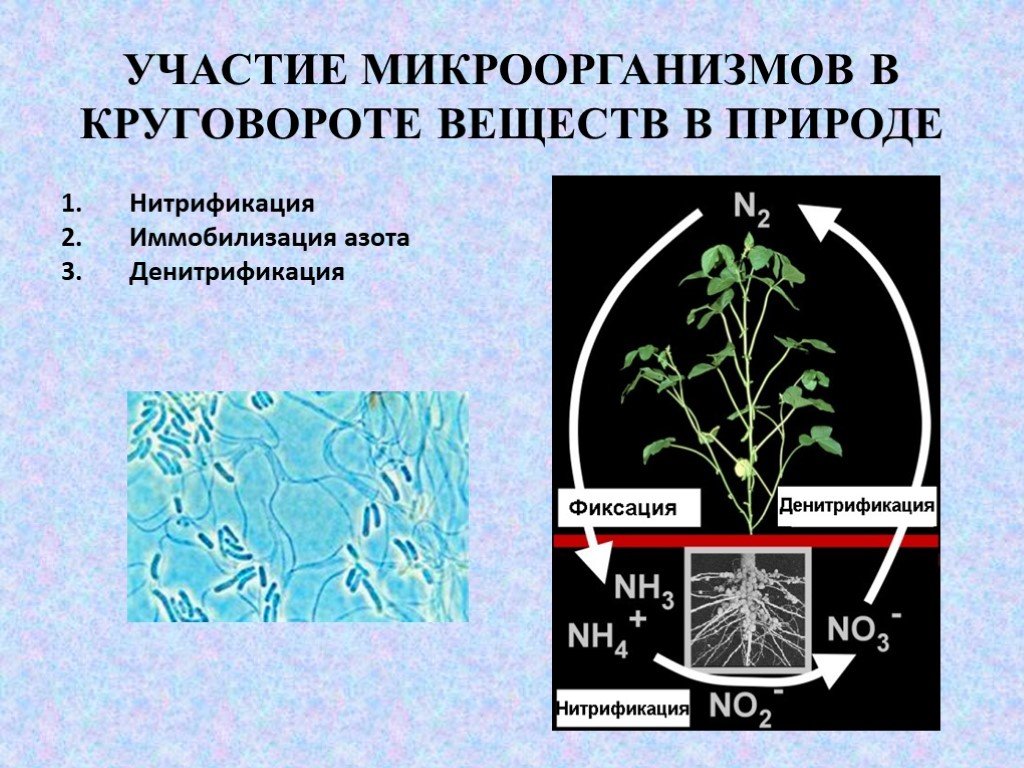 Какие организмы усваивают азот. Фиксация азота растениями. Фиксация атмосферного азота. Азот в почве. Фиксация азота в почве.