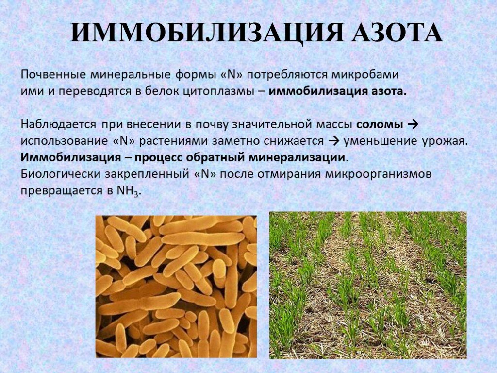 Соединения азота в почве. Иммобилизация азота. Иммобилизация азота микроорганизмами. Иммобилизация азота в почве. Питательные элементы в почве.