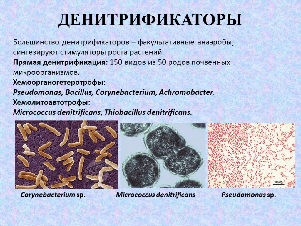 К какой группе относятся микроорганизмы в почве. Бактерии денитрификаторы. Денитрифицирующие микроорганизмы. Денитрификация бактериями. Нитрификация бактерии.