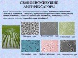 В воде рисовых полей - азотфиксирующие анаэробы: пурпурные серобактерии (Thiocapsa, Chromatium, Thiocystis), пурпурные несерные бактерии (Rhodospirillum, Rhodopseudomonas), зеленые серобактерии (Chlorobium, Pelodiction).В почвах, загрязненных нефтью - коринебактерии (Arthrobacter). Thiocapsa sрp. Ch