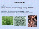 Rhizobium. Между бактериями и растениями устанавливаются симбиотические отношения. Клубеньки образуются лишь у представителей семейства Papilionaceae. К бобовым растениям относится около 10 000 видов, 200 используются в сельском хозяйстве. Клубеньковые бактерии относятся к роду Rhizobium – группа ро