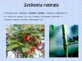 Sesbania rostrata. У тропического бобового Sesbania rostrata клубеньки образуются не только на корнях, но и на стебле и в условиях влажного и жаркого климата активно фиксируют N2.
