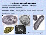 1-я фаза нитрификации. Бактерии 1-й фазы нитрификации: Nitrosomonas, Nitrosococcus, Nitrosospira, Nitrosolobus, Nitrosovibrio. Nitrosomonas europaea – короткие овальные палочки, проходят ряд стадий развития: подвижные формы с субполярным жгутиком или пучком жгутиков и неподвижные зооглеи. Nitrosomon