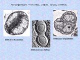 Нитрификация – в почвах, озерах, морях, океанах. Nitrosocystis oceanus Nitrosococcus marinus Nitrosouva aequatorialis