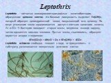 Leptothrix. Leptothrix – нитчатые хемоорганогетеротрофные железобактерии, образующие цепочки клеток. Их боковая поверхность выделяет Fe(OH)3, который образует цилиндрический чехол, покрывающий всю цепочку. По мере утолщения чехла ограничивается доступ к клеткам закисного железа, О2 и СО2 → бактерии 