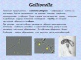 Gallionella. Типичный представитель – Gallionella ferruginea – вибриоидные клетки со жгутиками. Клетки расположены на длинном плоском, спирально-перекрученном стебельке. Одна сторона клетки вогнутая, другая – выпуклая, выделяющая наружу отложение коллоидного Fe(OH)3, из которого постепенно образуетс