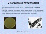 Thiobacillus ferrooxidans. Хемолитоавтотроф, получающий энергию в результате окисления закисного железа и использующие углерод из СО2 – сероокисляющая Thiobacillus ferrooxidans. Окисление закисного железа дает малый выход энергии, и для поддержания роста бактерии расходуют большое количество железа: