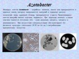 Azotobacter. Молодые клетки Azotobacter – аэробные палочки, позже они превращаются в крупные кокки, которые покрываются капсулой и содержат разные включения (жир, крахмал). Иногда превращаются в цисты. Палочковидные клетки микроба имеют жгутики, подвижны. При переходе палочек в кокки жгутики теряютс