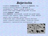 Beijerinckia. К семейству Azotobacteriaceae относится род Beijerinckia. Она отличается кислотоустойчивостью (рН около 3), кальцифобностью. Впервые выделена из кислых почв рисовых полей Индии Р. Старки и П. Де (1939). Ее сначала назвали Azotobacter indicum. Клетки Beijerinckia палочковидной, овальной