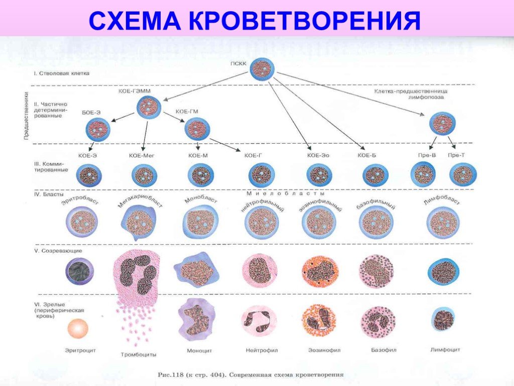 Схема клеток крови. Постэмбриональный гемопоэз схема кроветворения. Современная схема кроветворения эритропоэз. Схема кроветворения стволовая клетка. Схема нормального кроветворения по Кассирскому.