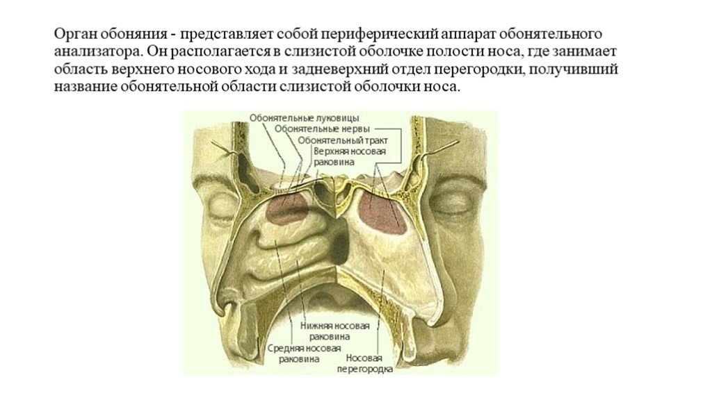 Слизистые оболочки носовых ходов. Обонятельная область полости носа. Слизистая оболочка обонятельной области носа. Зоны носовой полости воспринимающие запахи. Периферический отдел обонятельного анализатора представлен.