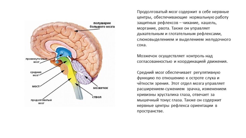 Кашель и чихание какой отдел мозга. Отделы головного мозга нервные центры защитные рефлексы. Центры защиты рефлексов продолговатого мозга. Где находится центр защитных рефлексов (кашель, чихание). Находится центр защитных рефлексов какой отдел мозга.