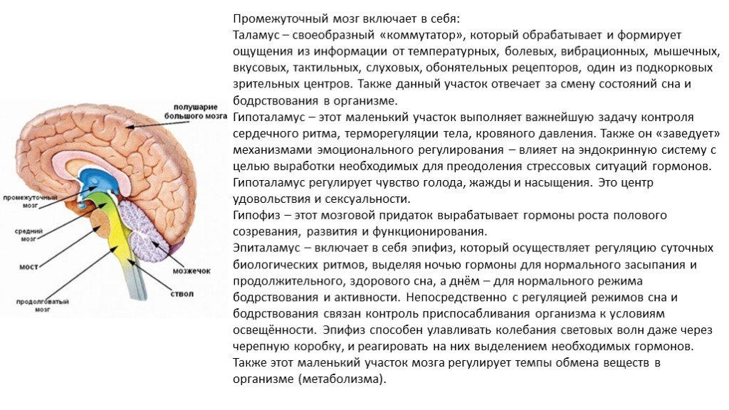 Задний головной мозг включает. Строение головного мозга гипоталамус и гипофиз. Таблица промежуточный мозг таламус. Промежуточный мозг функции гипофиз. Структуры головного мозга таламус.