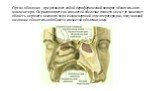 Орган обоняния - представляет собой периферический аппарат обонятельного анализатора. Он располагается в слизистой оболочке полости носа, где занимает область верхнего носового хода и задневерхний отдел перегородки, получивший название обонятельной области слизистой оболочки носа.