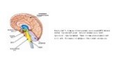 Выделяют 5 главных отделов мозга: конечный (80% общей массы); промежуточный; задний (мозжечок и мост); средний; продолговатый. Также головной мозг разделяют на 3 части: большие полушария; ствол мозга; мозжечок.