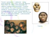 Человек принадлежит к приматам - отряду млекопитающих, куда входят также все обезьяны. Около 5млн. лет назад у некоторых крупных приматов размер мозга увеличился, а походка стала прямой. Так в ходе эволюции появилось семейство человекообразных приматов- гоминид, к которому принадлежим и мы. В послед