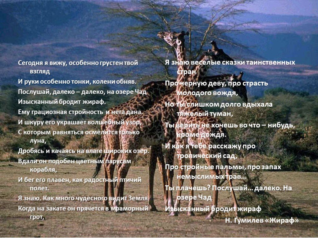 Почему стихотворение гумилева о любви названо жираф. Стихотворение н Гумилев Жираф. Стихотворение про жирафа на озере Чад. Стихотворение Гумилёва Жираф. Жираф Гумилёв стихотворение.