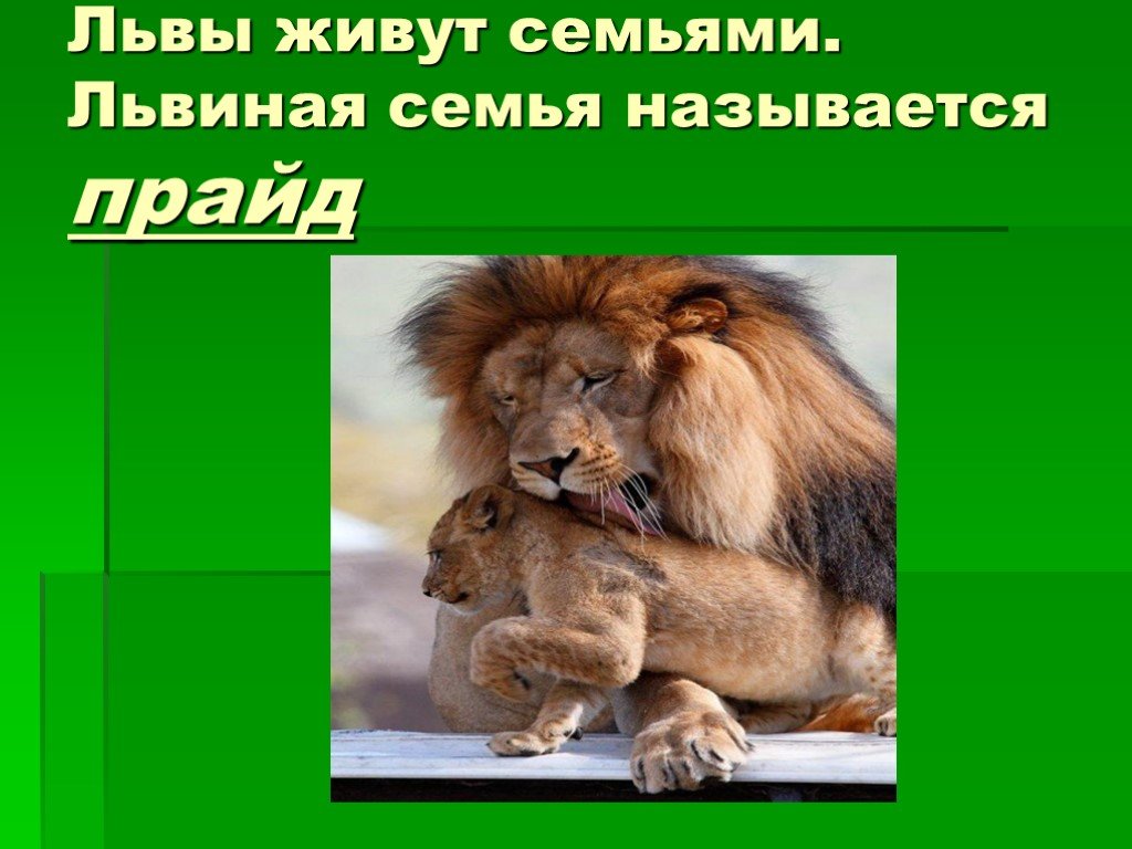 Львы живут семьей. Как называется львиная семья. Картинка и стих про львиную семью. Написать сочинение-описание животного львиная семья.