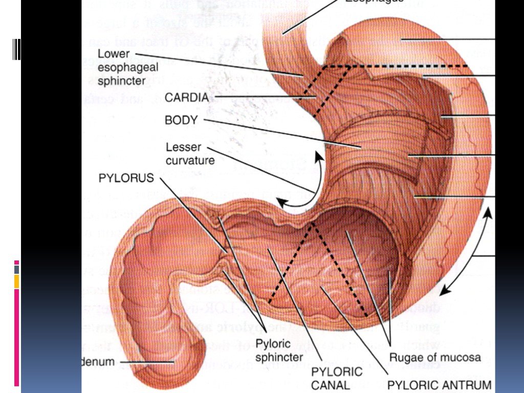 Пищеварительная железа тонкий кишечник