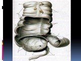 Анатомия  и топография желудка и его пищеварительных желез, тонкой и толстой кишки. Особенности у детей. Слайд: 102