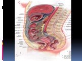 Анатомия  и топография желудка и его пищеварительных желез, тонкой и толстой кишки. Особенности у детей. Слайд: 117
